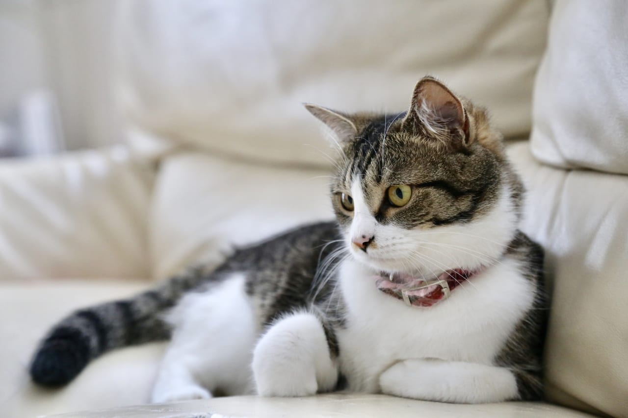 最も検索 猫 ふれあい 関西 100 で最高の画像