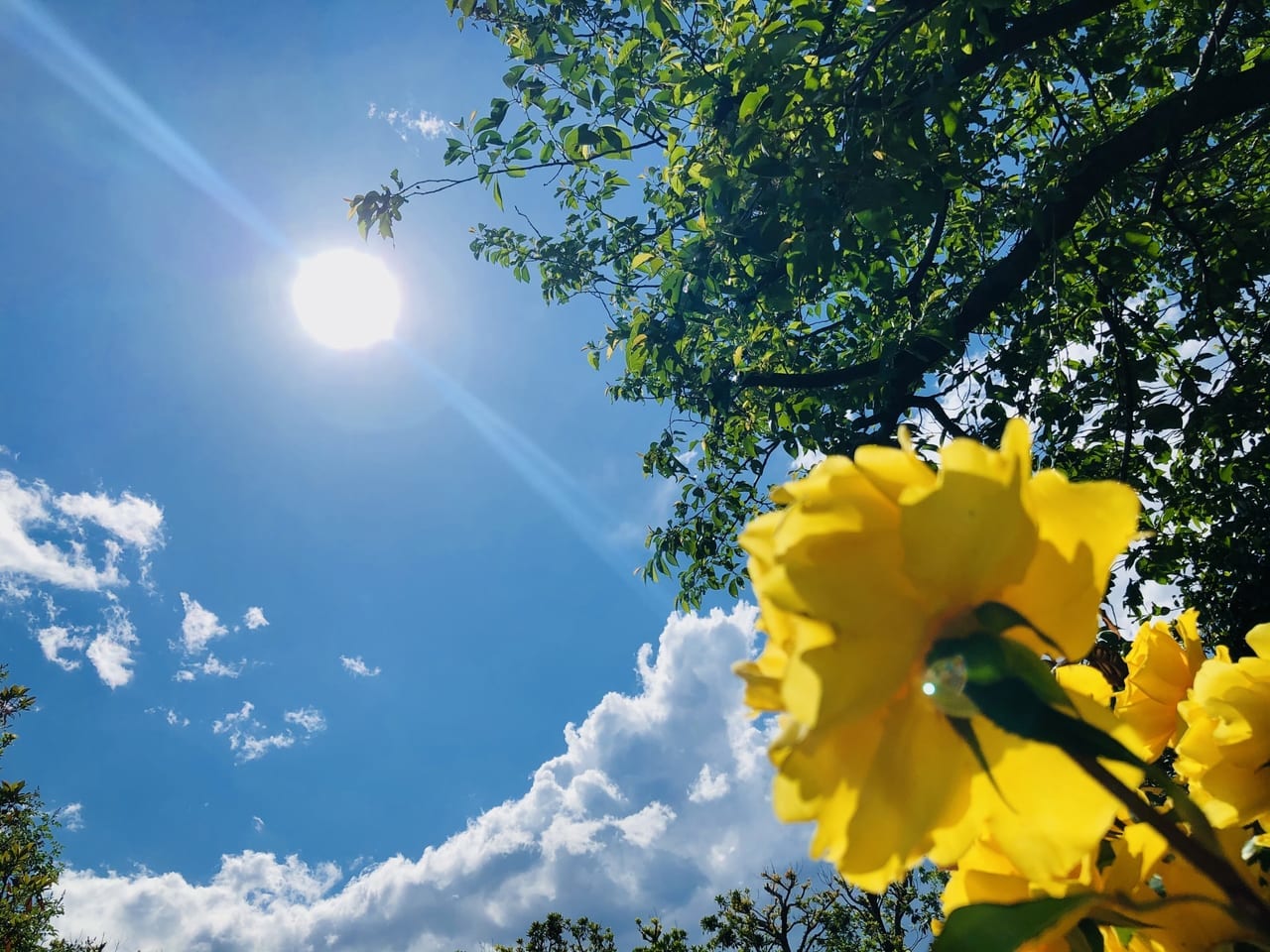 写真ACフリー素材「太陽に向かって咲く花2」