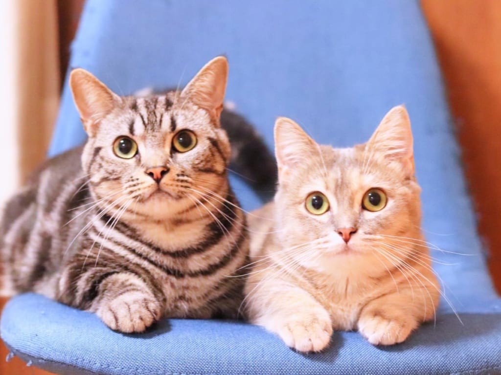 写真ACフリー素材「猫」