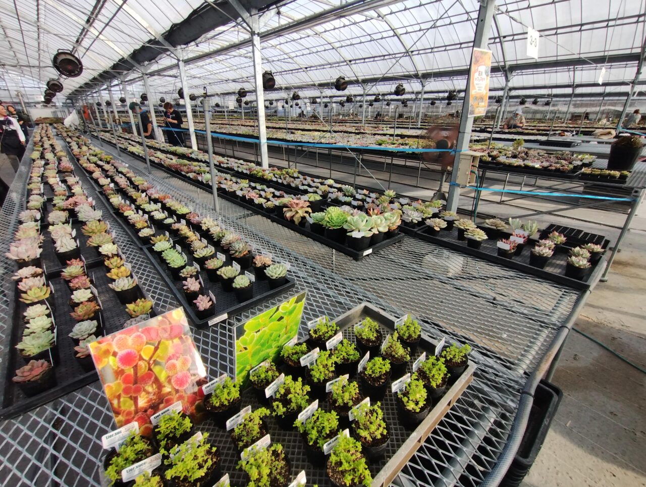 フェスティバル会場