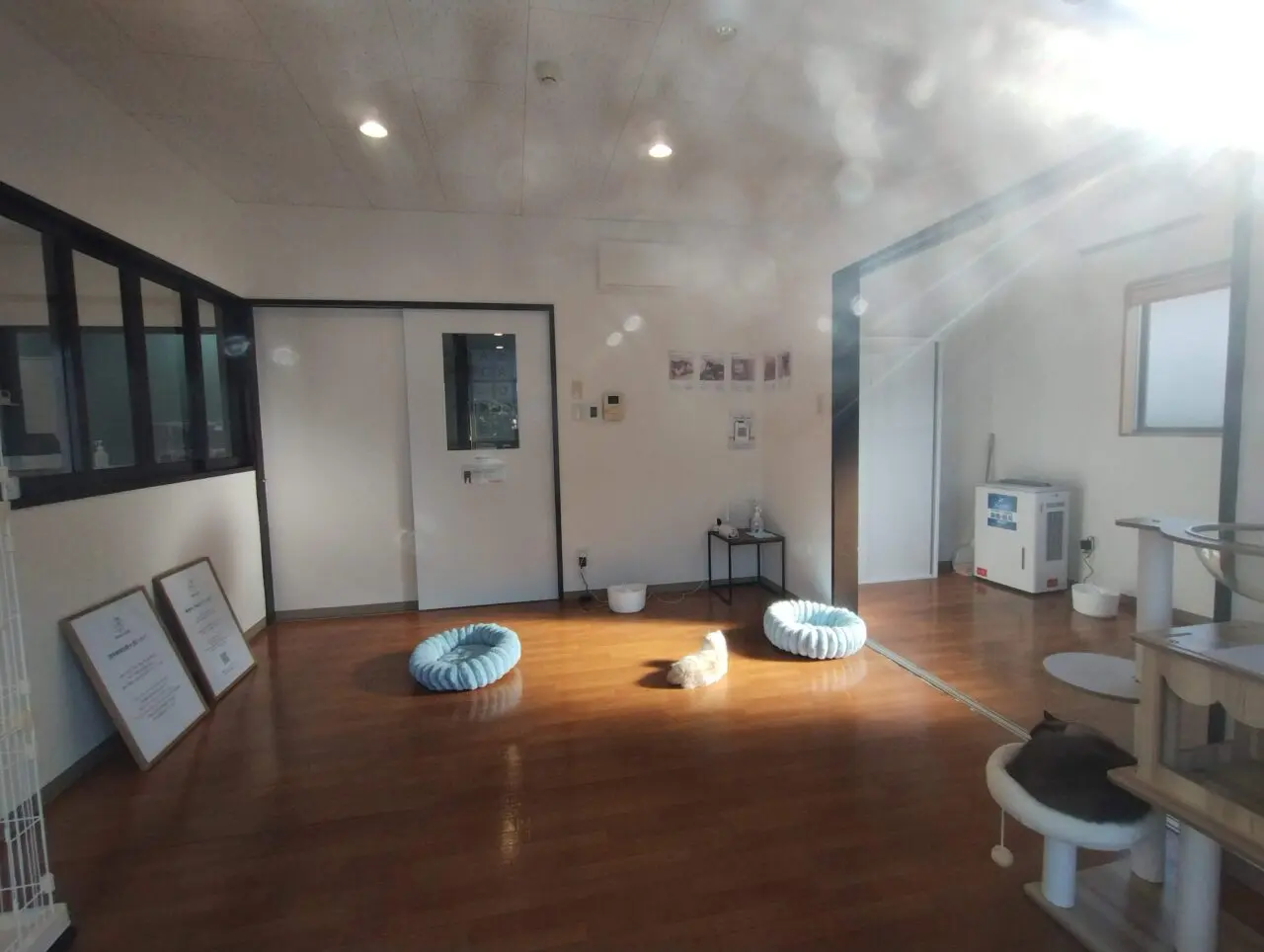 猫ちゃんコーナー