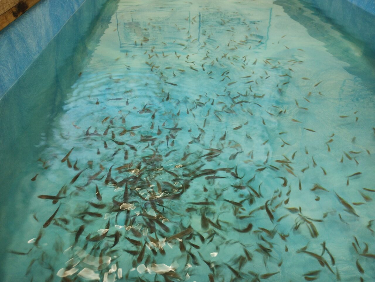 ドクターフィッシュ